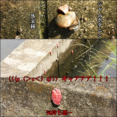 ジャンボタニシ