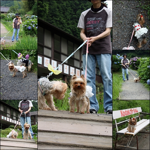 柳生花しょうぶ園