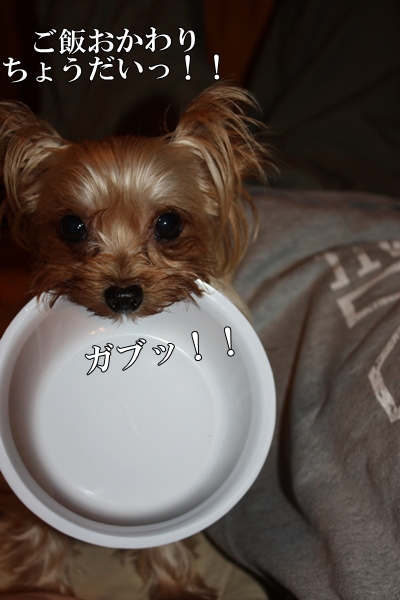 ご飯おかわりちょうだいっ！！