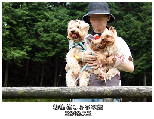 柳生花しょうぶ園