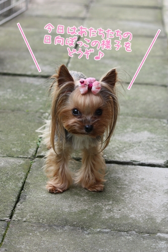 今日はあたちたちの日向ぼっこの様子をどうぞ♪