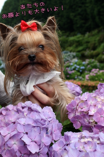 あたちのお顔よりも大きいよ！