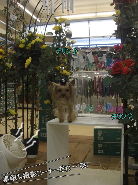 素敵な撮影コーナーだわ～(笑)