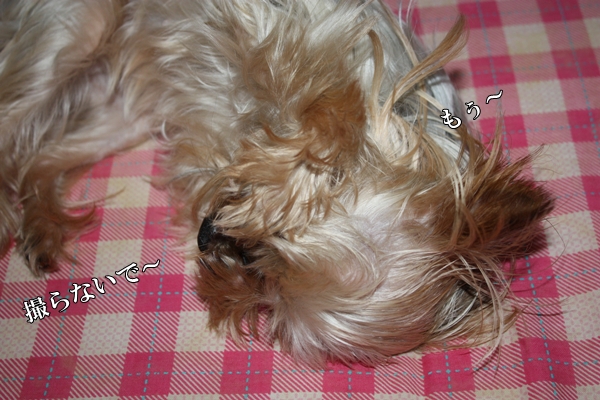 もぅ～撮らないで～