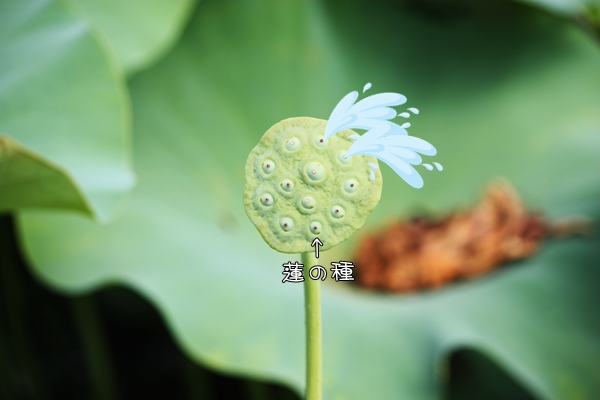 蓮の種