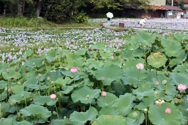 ホテイアオイと蓮