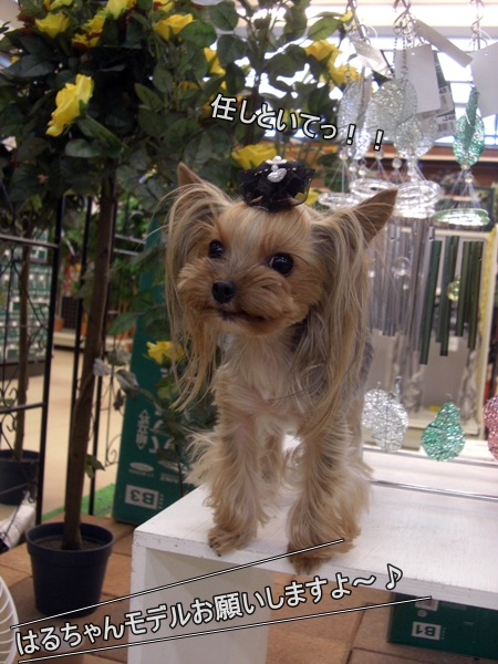 任しといてっ！！