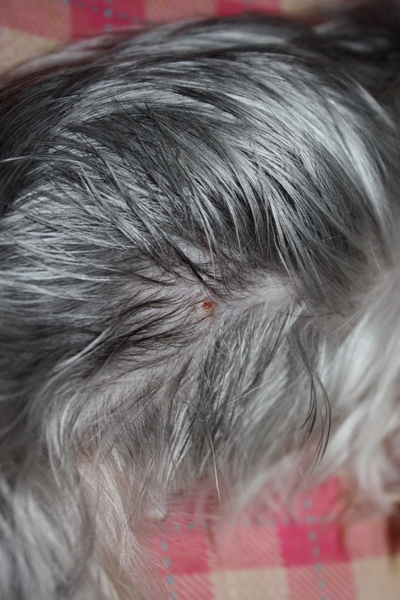 こはるかさぶた跡