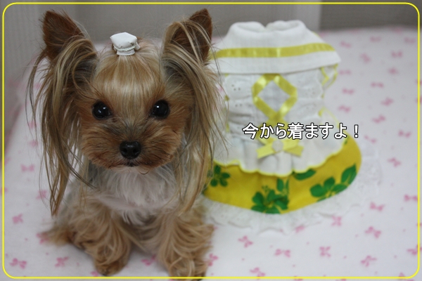 今から着ますよ！