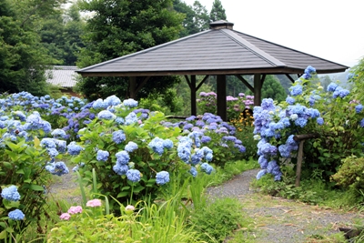 柳生花しょうぶ園
