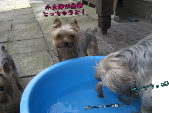 水遊び
