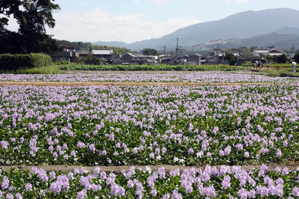 本薬師寺跡ホテイアオイ