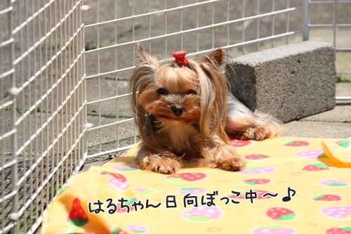 はるちゃん日向ぼっこ中～♪