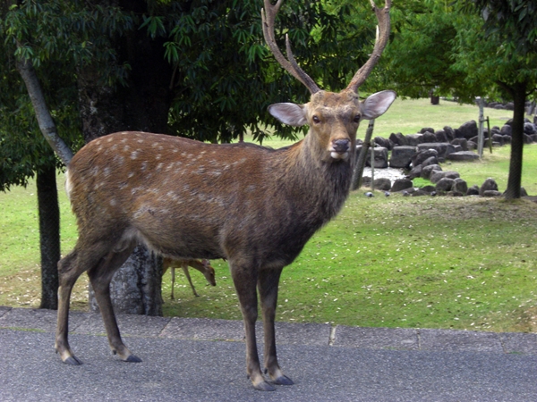 立派な角の鹿