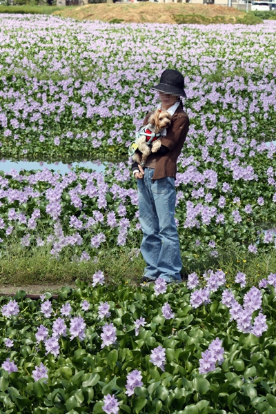 本薬師寺跡　ホテイアオイ