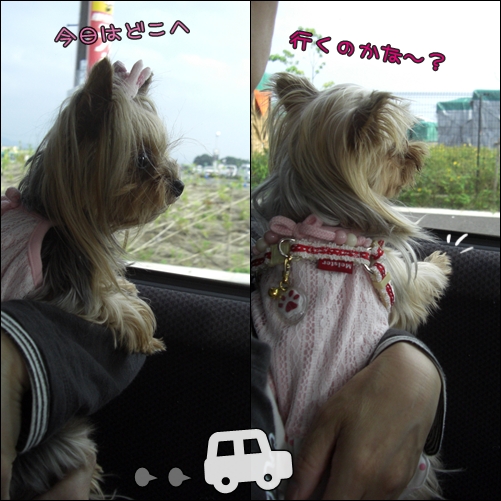 今日はどこへ行くのかなぁ～？