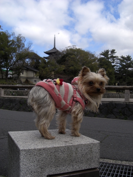 おちびぃ～ずと猿沢池でお散歩♪