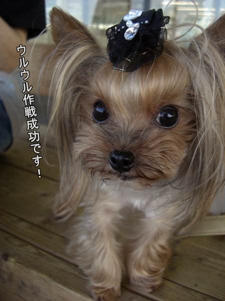 ウルウル作戦成功です！