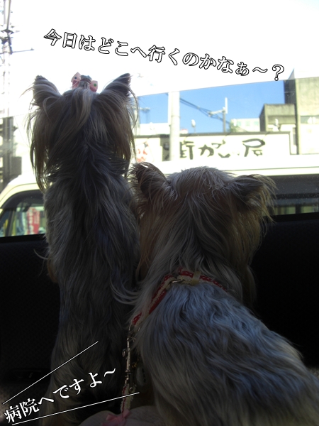 今日はどこへ行くのかなぁ～？