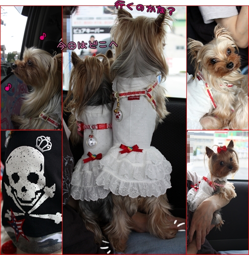 今日はどこへ行くのかな？