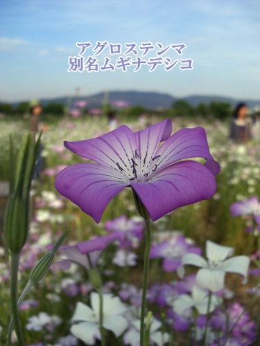 アグロステンマ別名ムギナデシコ
