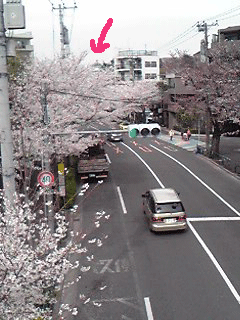 桜の国　水の塔.gif