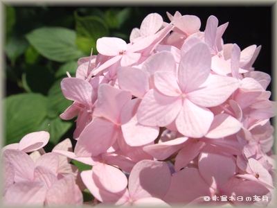 紫陽花005