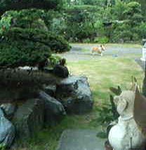 たぬき2.jpg