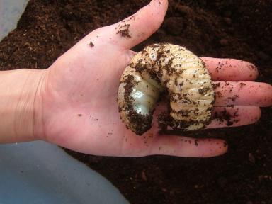 １０月１４日カブトの幼虫04