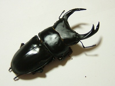 オオクワ南会津