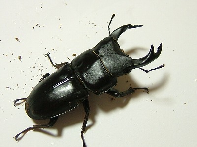 オオクワ上阿古