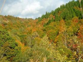 １０月１５日ヒメ山紅葉09