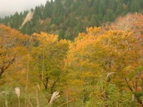 １０月１５日ヒメ山紅葉1