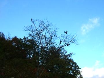 １０月１５日ヒメ山紅葉24