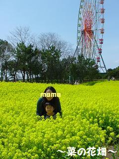 ４月菜の花1.JPG