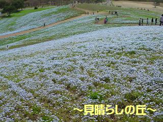 ４月見晴らしの丘.JPG