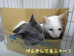 11月ねこ.JPG