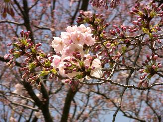 ４月３日おはなみ.さくら.JPG