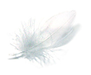 feather1sb.jpg