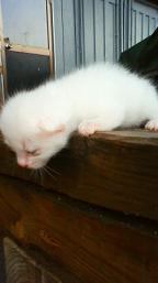 ５月猫赤ちゃん白.JPG