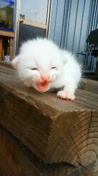 ５月猫赤ちゃん白笑顔.JPG