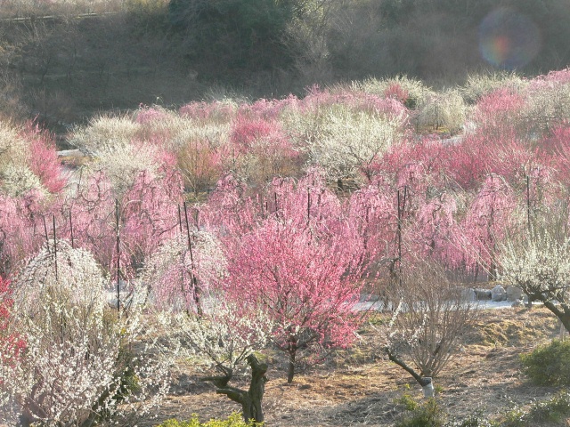 梅林公園　２.jpg