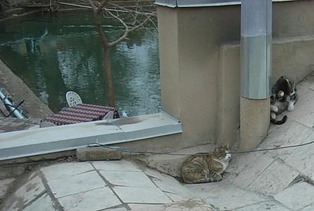 温かい屋根の上の猫