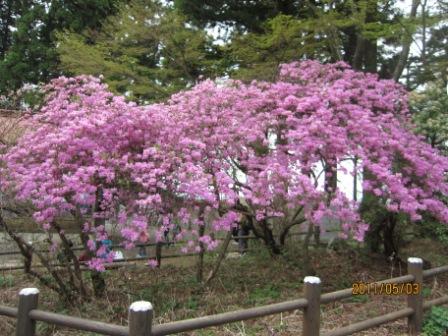 神社の三つ葉つつじ