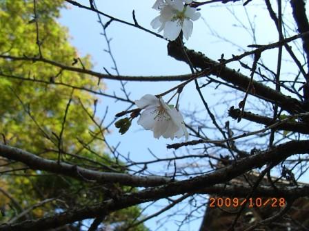 竹寺の10月桜