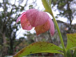 IMG_2363a.JPG