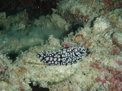070915ウミウシ.JPG