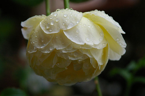 雨に打たれてジュード二番花