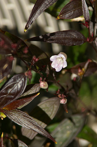 ストロビランテス(Strobilanthes anisophyllus)