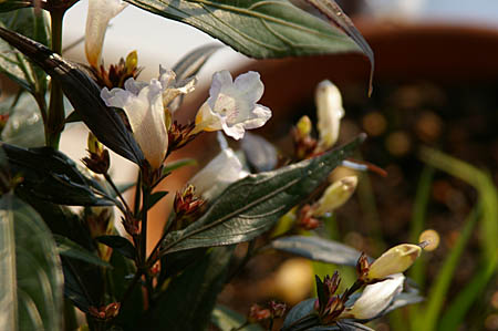 Strobilanthes anisophyllus